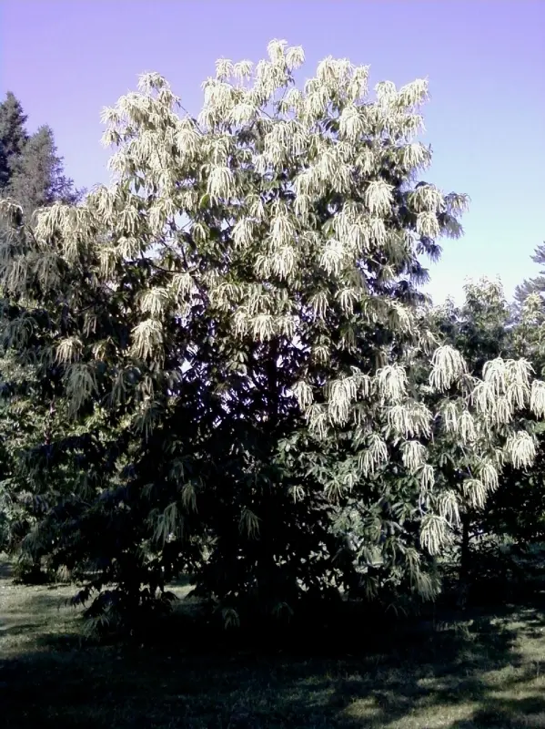  american chestnut tree flowering