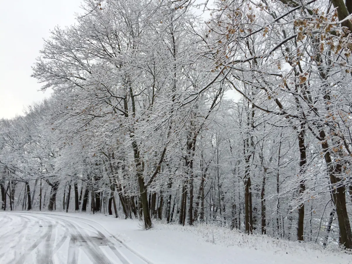 Beautiful snow covered trees in Oak Creek, WI 